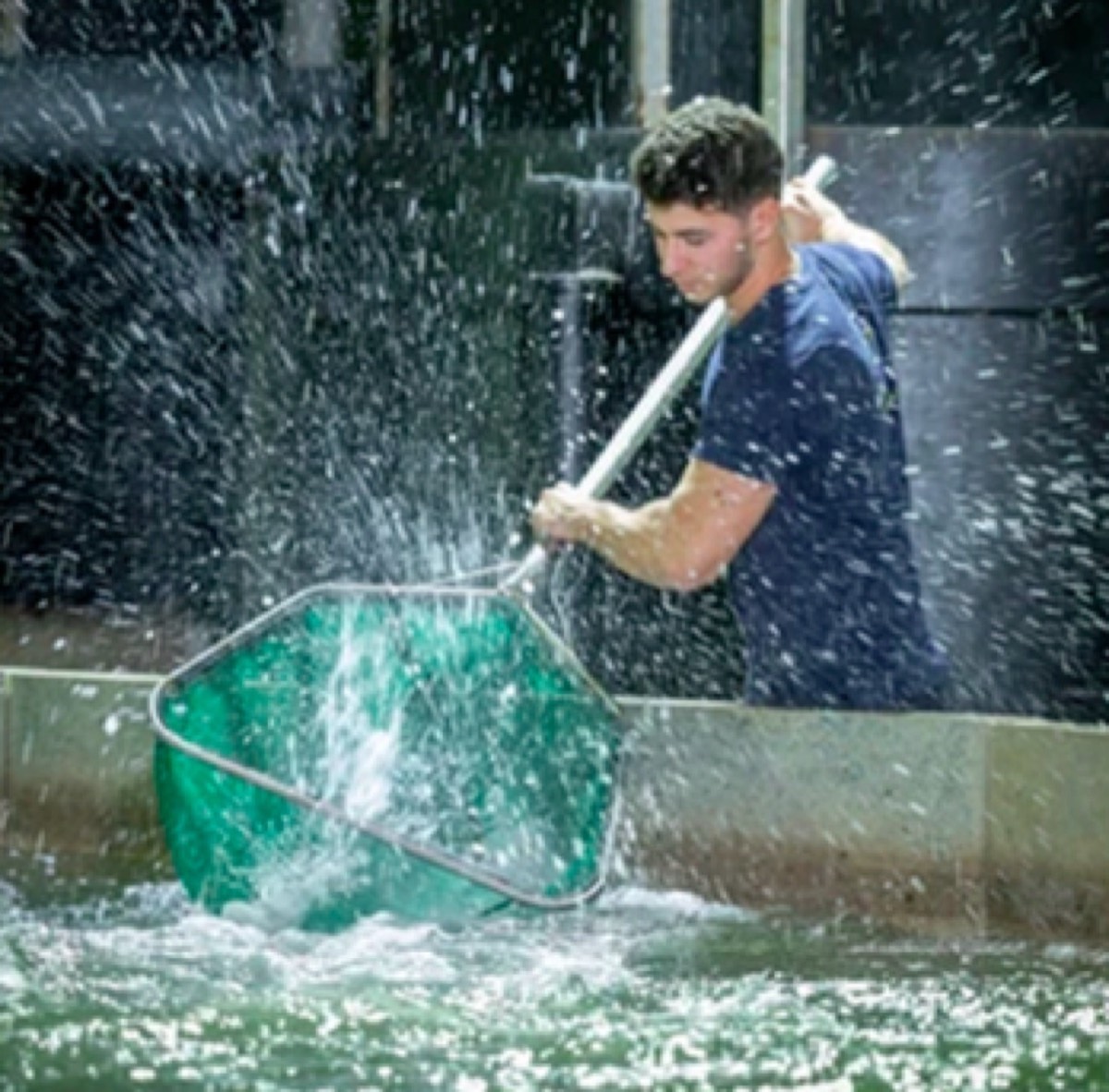 Beeld van Dutch Yellowtail