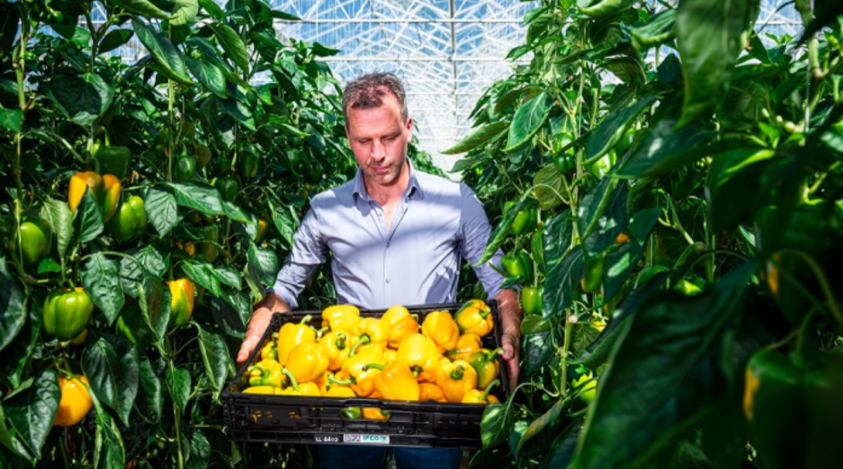 Beeld van Harvest House