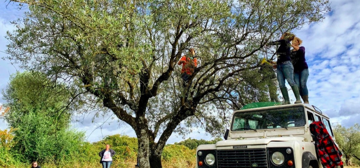Beeld van Olives&More