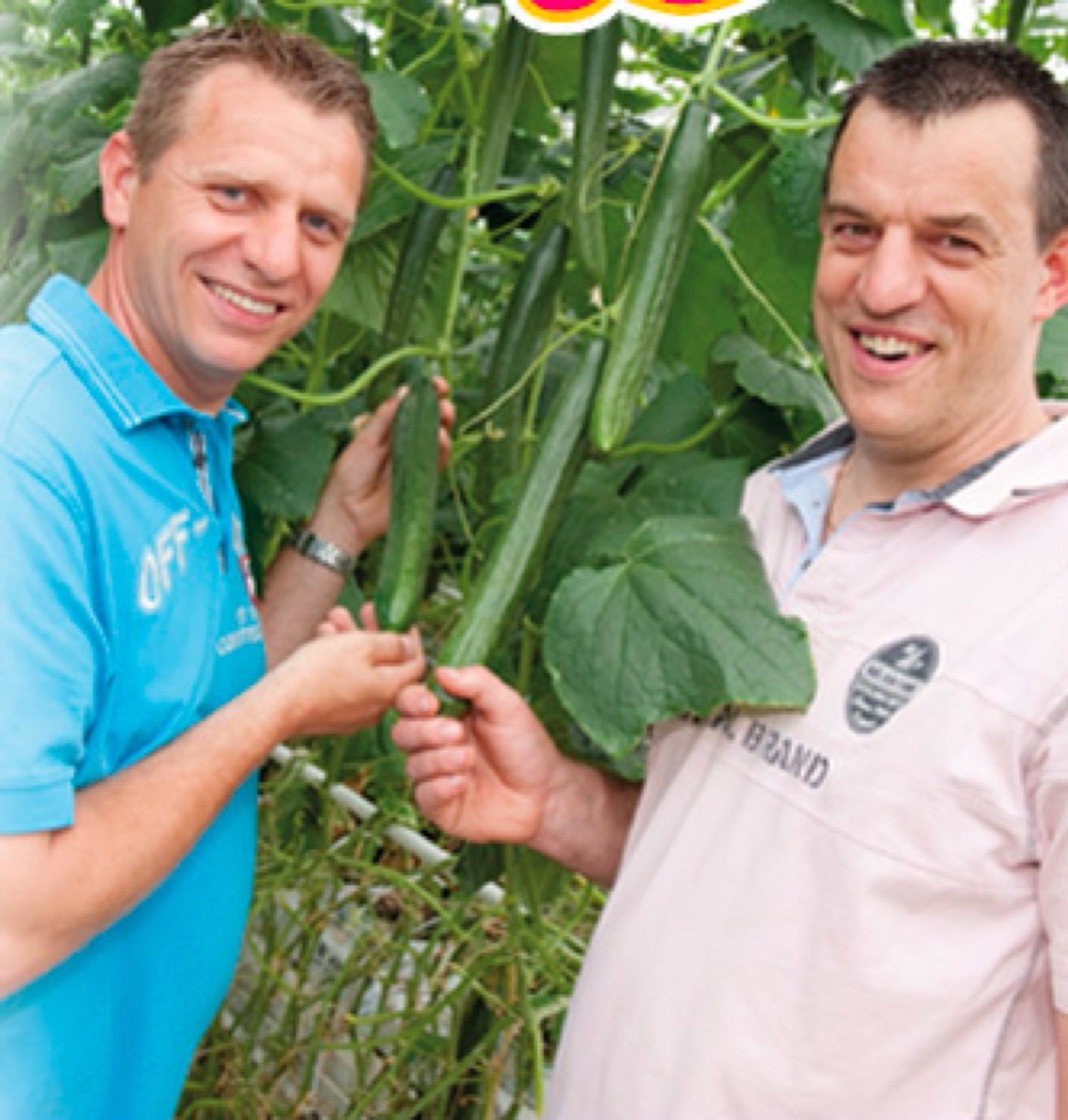 Beeld van Q&Me komkommers