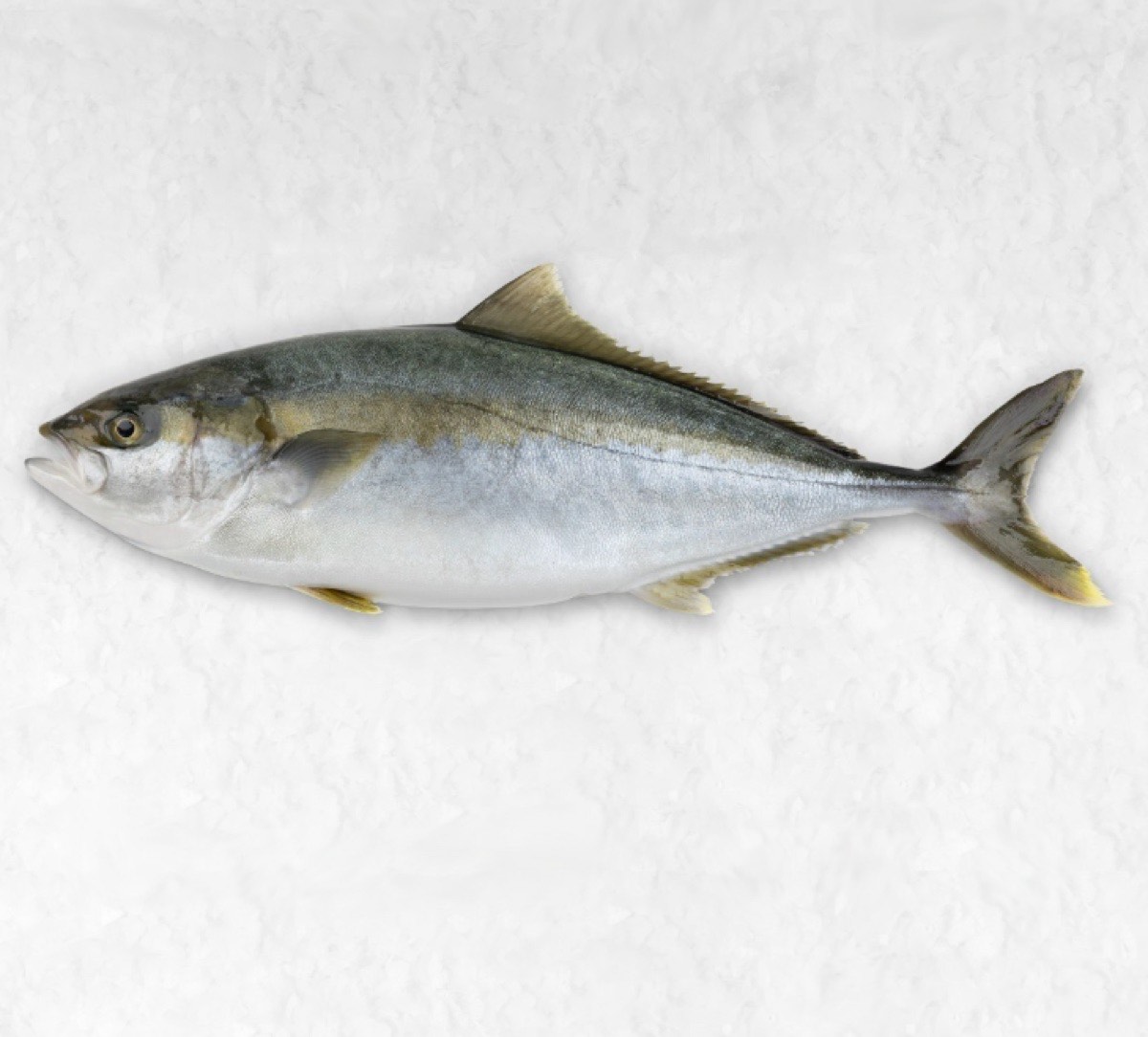 Portret van Dutch Yellowtail